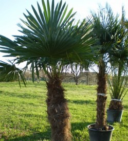 Trachycarpus fortunei_kat